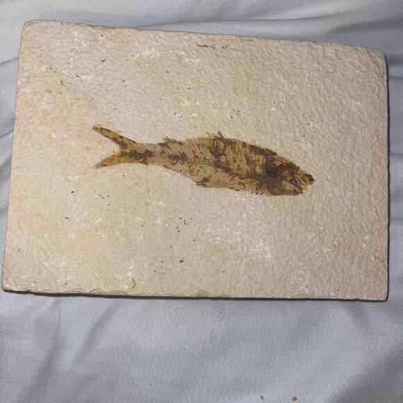 Fish Fossils Coral Beige Decor Collectible Set of 2 - Picture 8 of 10